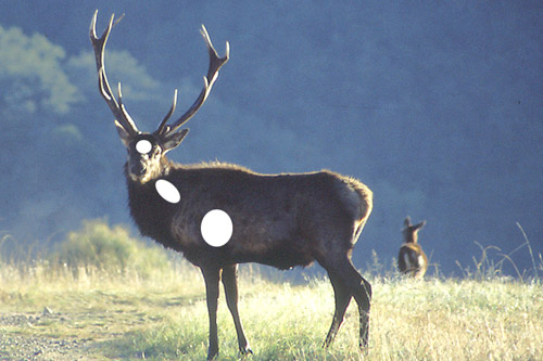 Side aim deer hunting points