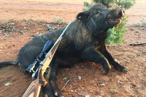 Australian Wild and Feral Pig