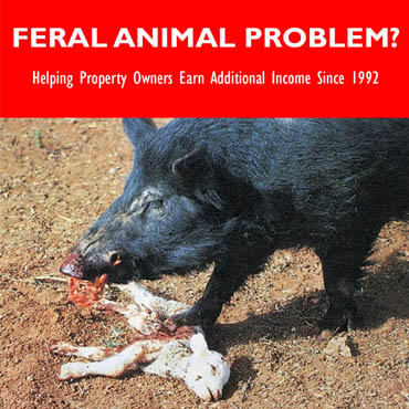 Contact IHP for Feral Animal Problems