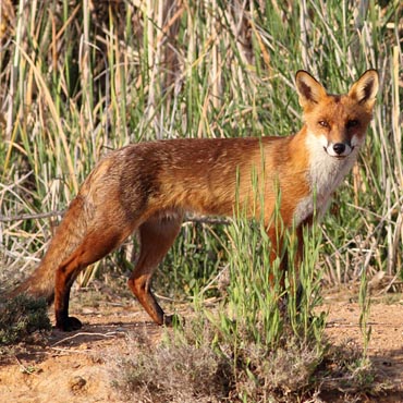 Contact us for Feral Fox Problem