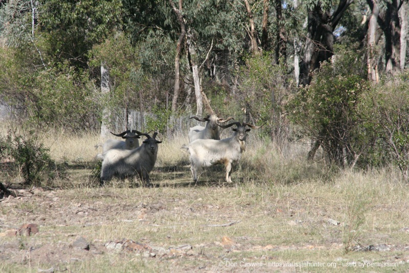 A group of nice billies about to cross back into the neighbouring national park