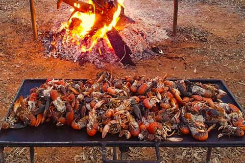 Cooking Yabbies on the Fire